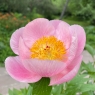 Roselette (Розелет)