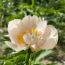 Just Peachy (Джаст Пичи)