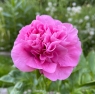 Carnation Bouquet (Карнейшн Букей)