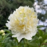 Charlie's White (Чарльз Уайт)