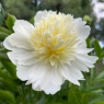 Charlie's White (Чарльз Уайт)