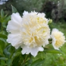 Charlie's White (Чарльз Уайт)