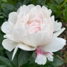 Pamyati Gagarina (Памяти Гагарина)