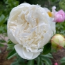 Le Cygne (Ле Синь)