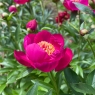 Ogni Moskvy (Огни Москвы)