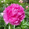 Princess Margaret (Принцесс Маргарет)