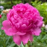 Princess Margaret (Принцесс Маргарет)