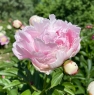 Myrtle Gentry (Миртл Джентри)