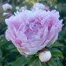 Myrtle Gentry (Миртл Джентри)