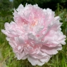 Myrtle Gentry (Миртл Джентри)