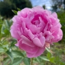 Vivid Rose (Вивид Роуз)