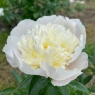 White Charm (Уайт Чарм)
