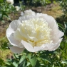 White Charm (Уайт Чарм)