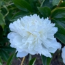 Alma-Ata (Алма-Ата)