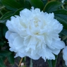 Alma-Ata (Алма-Ата)